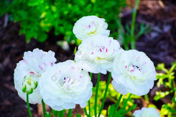 美丽的束关于可爱的混合的颜色白色的和粉红色的毛茛属植物