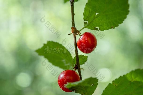 小的红色的野生的浆果生长的向指已提到的人灌木采用指已提到的人森林