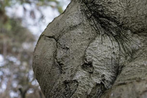 模式关于山毛榉树树干,山毛榉西尔维塔卡一叶三叶木属(Asplenifololia),