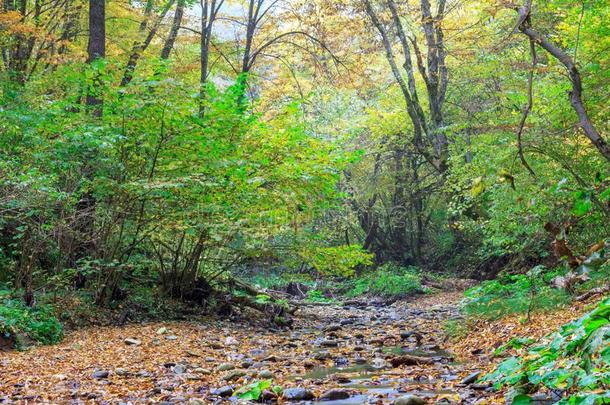 秋风景和小河采用森林
