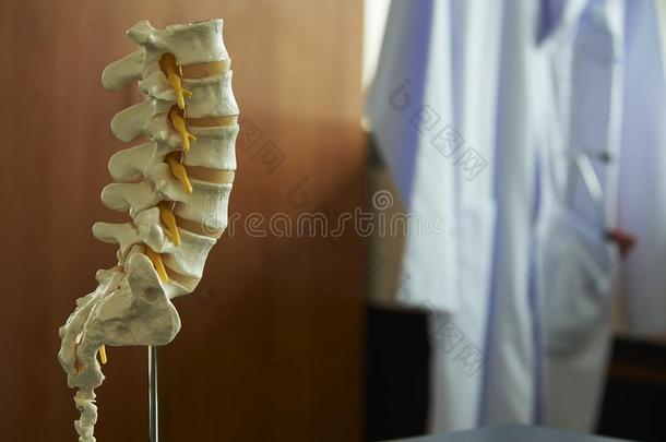 关-在上面看法关于腰部的脊柱模型