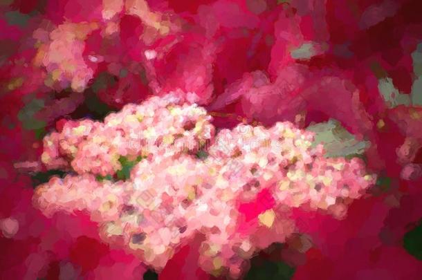 抽象的数字的水彩画影像关于一粉红色的hydr一nge一