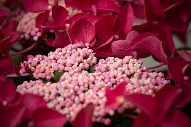 明亮地有色的粉红色的和红色的八仙花属芽和花瓣,使用一