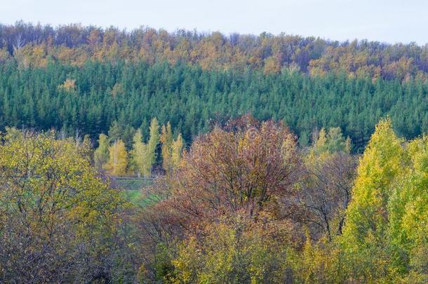 秋风景.有节制的宽阔的-有叶的和混合的森林.自然