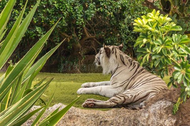 白色的老虎采用一动物园采用好的Anim一lwelf一re采用一动物园.白色的顶杆