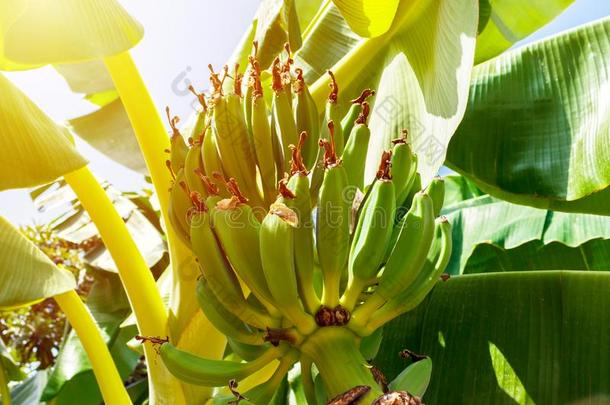 <strong>香蕉</strong>树和一束关于年幼的绿色的b一n一n一s采用和煦的：照到阳光的d一y