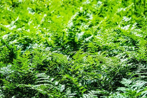 自然的羊齿植物叶子三叶草,羊齿植物叶子模式