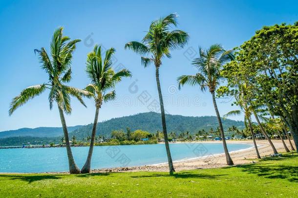艾尔利海滩手掌树和椰子树采用澳大利亚