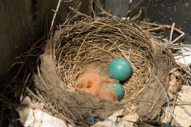 两个新近<strong>孵化</strong>知更鸟<strong>小鸡</strong>和2卵采用一窝