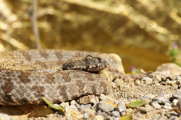 最稀有的欧洲的蝰蛇