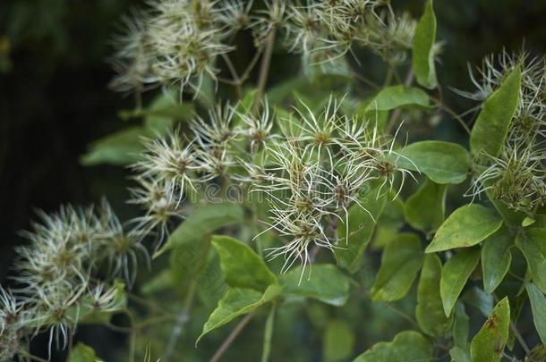 成果关在上面关于铁线莲生命力植物