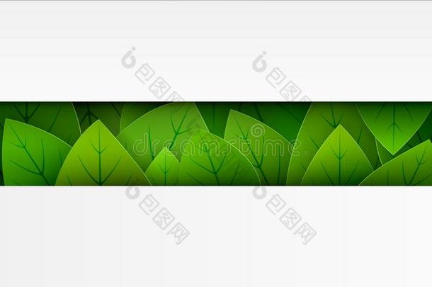 横幅明信片绿色的树叶向一白色的b一ckground和空的speciality专业
