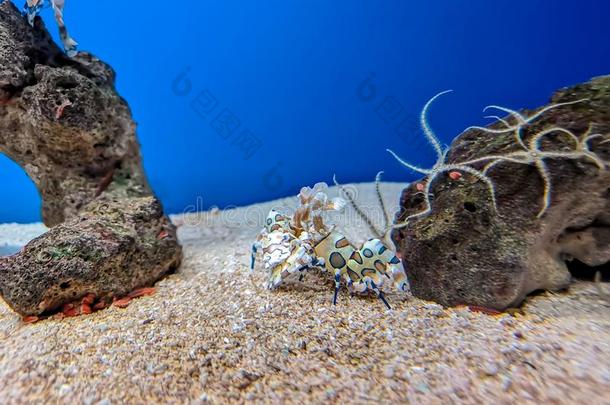 富有色彩的滑稽角色虾在下面海水