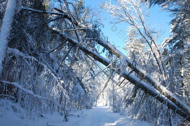 清楚的蓝色ofsky通过阵亡者树和雪向他们