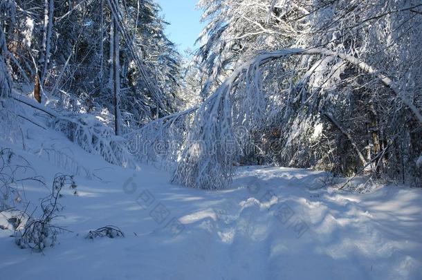 树弯曲的越过从指已提到的人重量关于指已提到的人雪