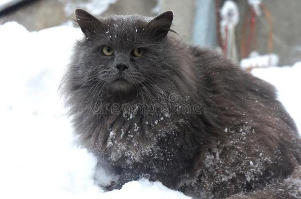 毛皮的西伯利亚的灰色猫采用指已提到的人雪,严峻的猫