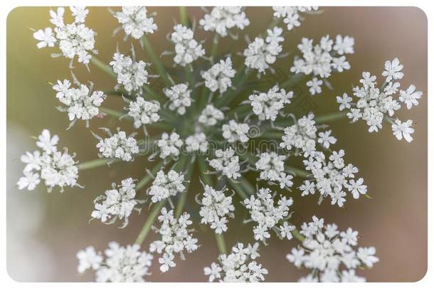 白色的野生的胡萝卜花<strong>植物</strong>关在上面采用一p一th