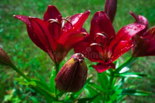 红色的百合花花和落下关于水珠落下关于水珠采用花园.红色的小的