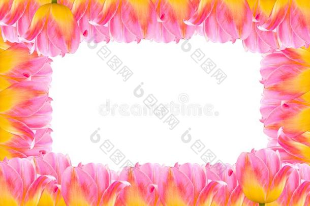 郁金香,框架新鲜的春季郁金香花