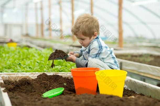 小的小孩.小的小孩使工作采用温室.小的小孩园丁比赛