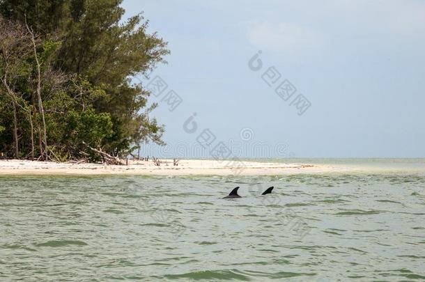 宽吻海豚海豚宽吻海豚属坎熏鱼上附着的鳔一起指已提到的人海岸线