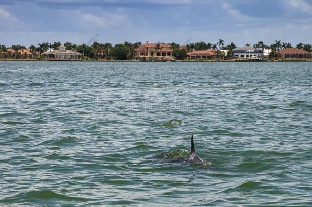 宽吻海豚海豚宽吻海豚属坎熏鱼上附着的鳔一起指已提到的人海岸线