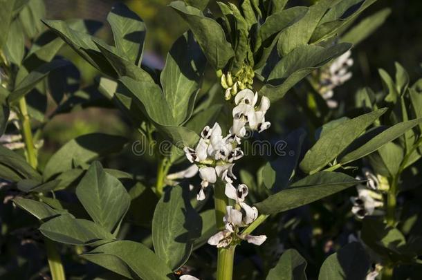 盛开的绿色的植物-豆,白色的宽阔的<strong>豆花</strong>采用指已提到的人