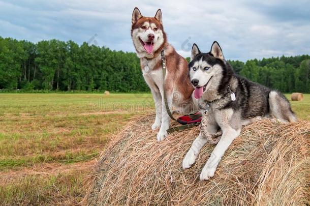 两个西伯利亚的嗓子哑的公狗坐向干草堆向指已提到的人背景田,