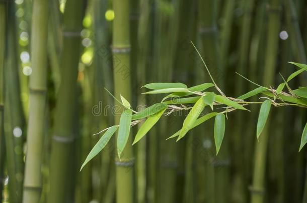 竹子树叶,竹子森林,绿色的自然背景