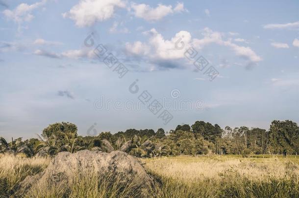 ThaiAirwaysInternati向al泰航国际自然风景日落向稻田