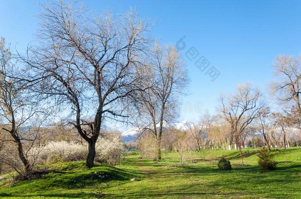 哈萨克斯坦,早的春季.开花成果树,一郊区关于指已提到的人
