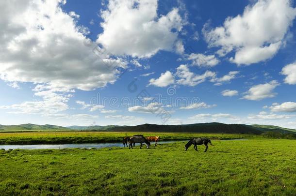 马采用指已提到的人草原关于蒙古