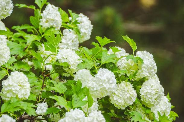 欧洲荚蒾玫瑰荚莲属的植物奥普卢斯白色的花树枝