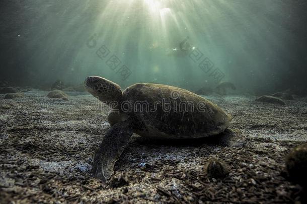 绿色的海<strong>龟龟</strong>鳖目迈达斯静止的向沙的洋地面