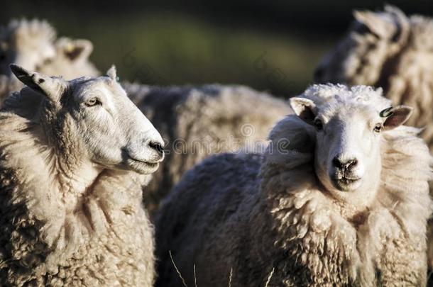 羊和满的羊毛关于羊毛准备好的为夏剪羊毛