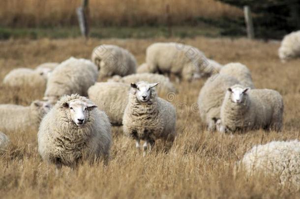 羊和满的羊毛关于羊毛准备好的为夏剪羊毛