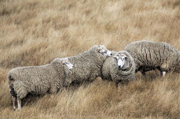 羊和满的<strong>羊毛</strong>关于<strong>羊毛</strong>准备好的为夏剪<strong>羊毛</strong>