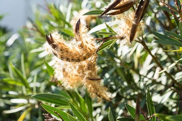 一枇杷或枇杷属日本产植物树和盛开的花芽