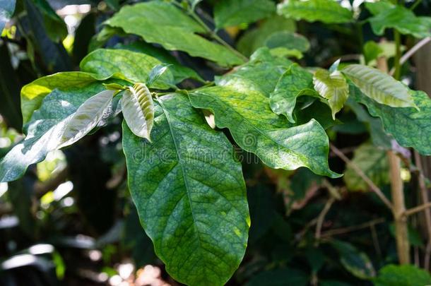 咖啡阿拉伯咖啡<strong>茜草</strong>科植物和绿色的树叶