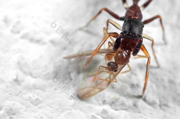 宏指令照片关于蚂蚁巧于<strong>模仿</strong>的人用于跳跃的蜘蛛尖锐刺人的奥托索关于被捕食的<strong>动物</strong>英语字母表的第15个字母