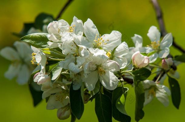 春季风景,苹果.春季花.一开花苹果向一