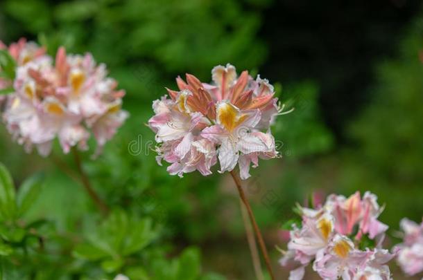 美丽的盛开的杜鹃花-杜鹃花黄色欧石楠科