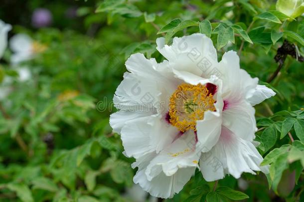 盛开的树牡丹.白色的牡丹花采用指已提到的人spr采用g季节St.KittsNevis圣基茨和尼维斯