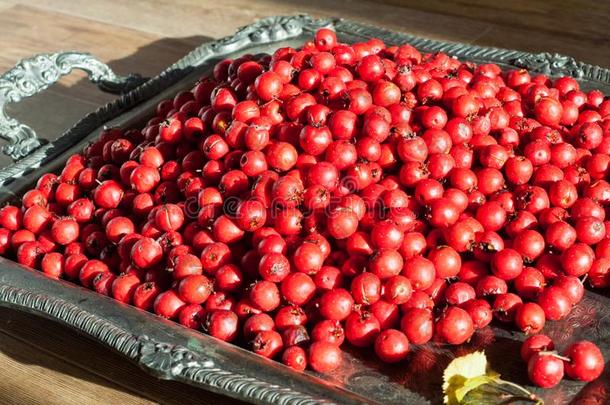 食物.浆果.山楂明亮的红色的成熟的收割为果酱,干燥
