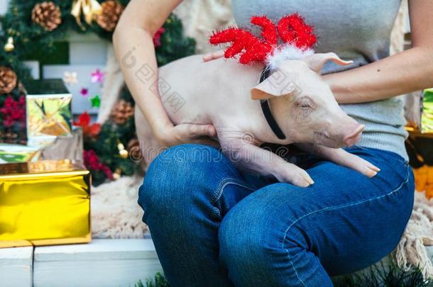 小猪小猪小猪红色的猪坐2019黄色的新的年圣诞节
