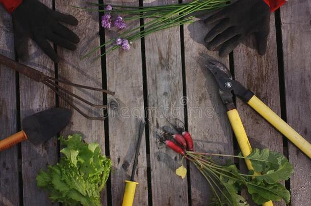 花园工具和各种各样的蔬菜是伸开向指已提到的人板