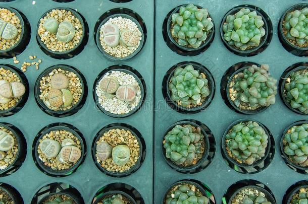 组关于小的仙人掌植物采用指已提到的人罐在仙人掌花园.泰国