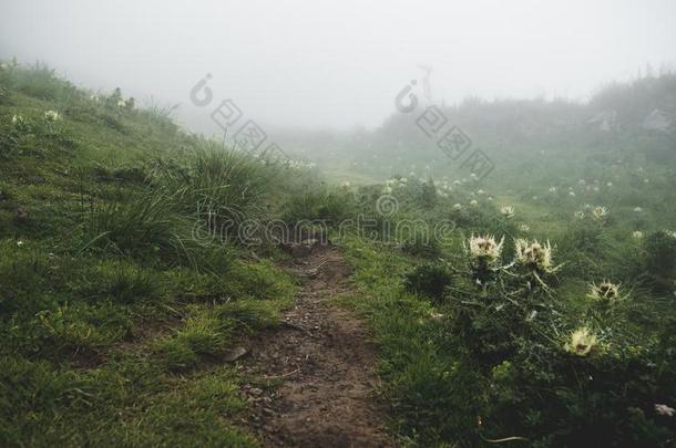 使人惊慌的徒步旅行<strong>小路</strong>向陡峭的山.徒步旅行<strong>小路</strong>草,布里恩泽