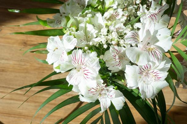 六出花属植物,通常地叫指已提到的人秘鲁的百合花或百合花关于指已提到的人采用