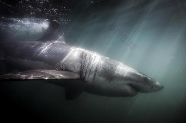 伟大的白色的鲨鱼噬人鲨卡查里亚斯游泳采用绿色的洋